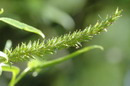 white willow